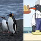 Two king penguins, one gentoo penguin, and Pastry Pete